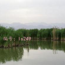 ζ